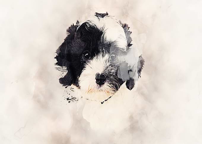 Bernedoodle Classic Sepia