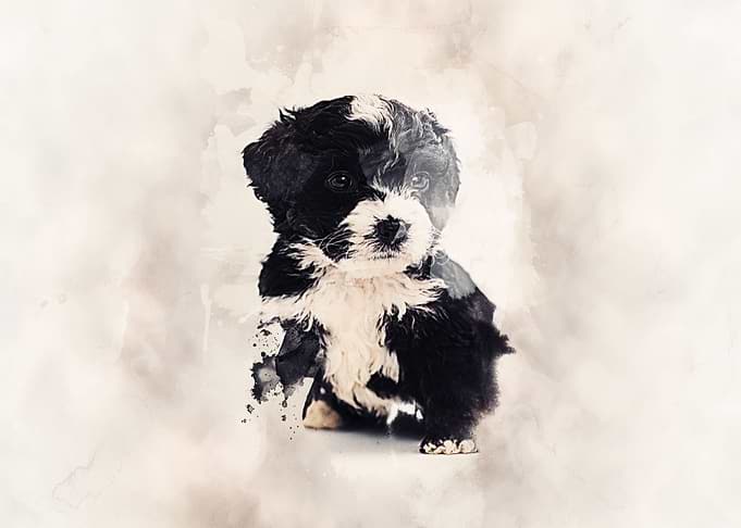 Bernedoodle Classic Sepia
