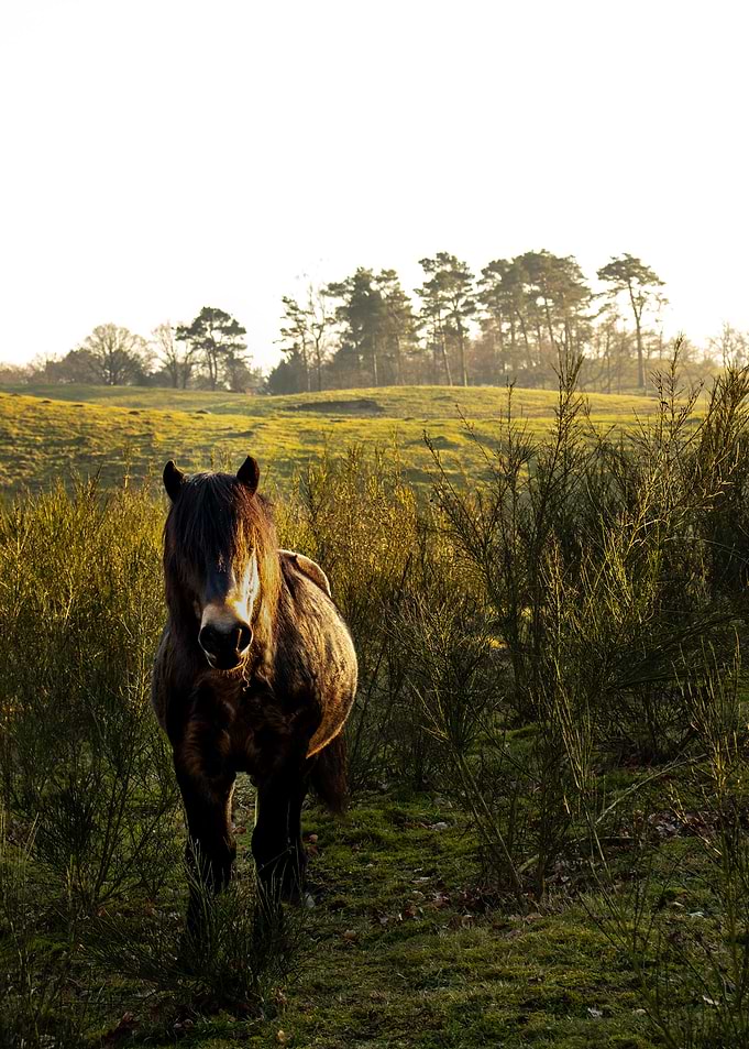 The Curious Wild Horse