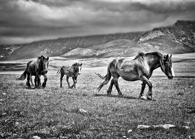 Three Horses BW