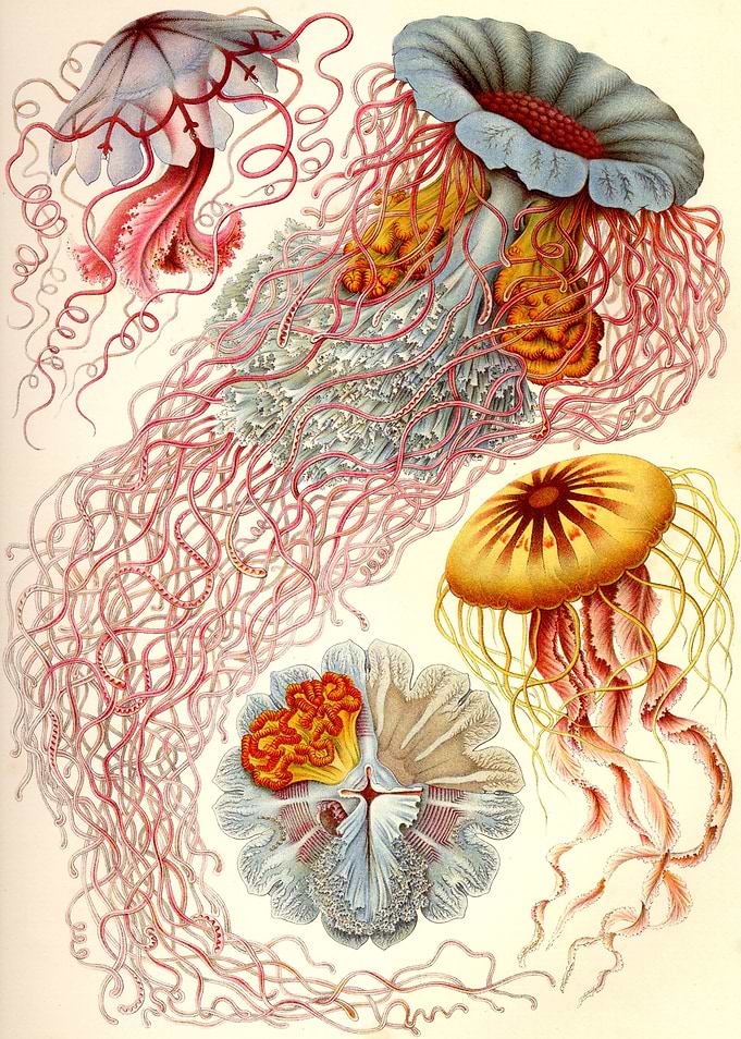 Jellyfish Ernst Haeckel