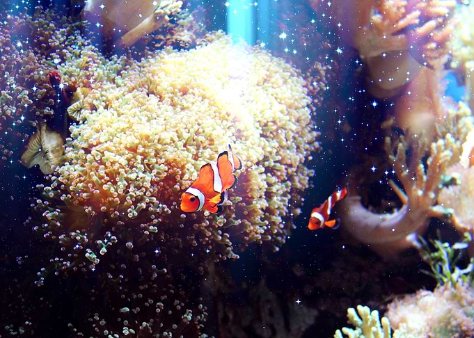 Nemo the fish