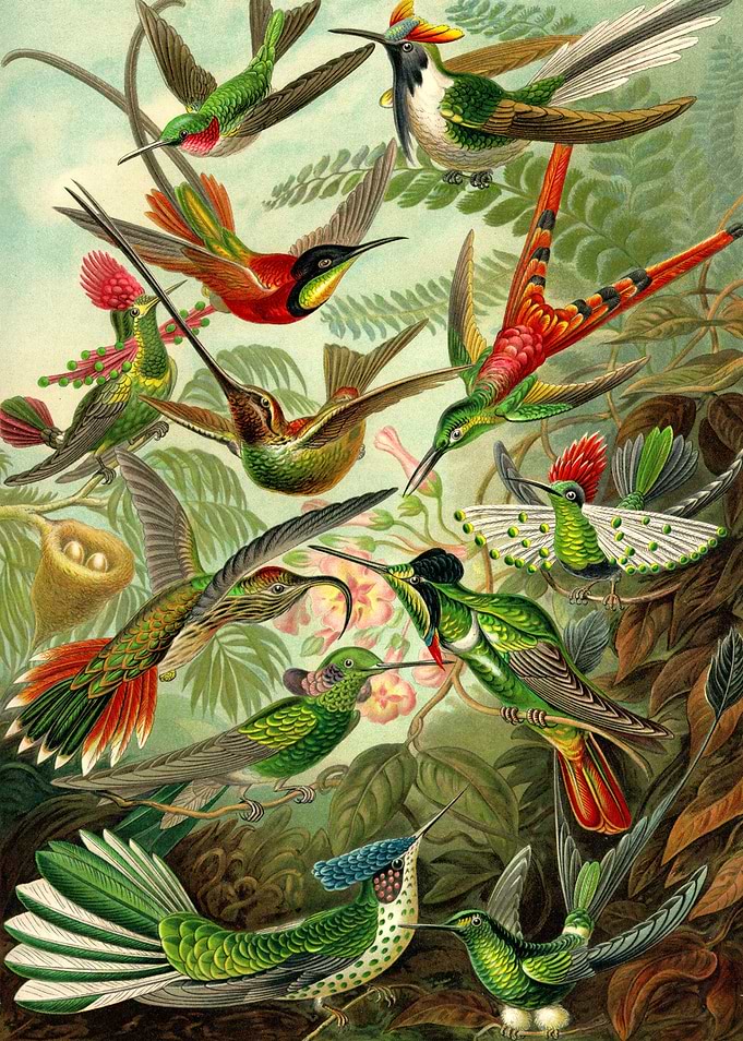 Colibri Ernst Haeckel