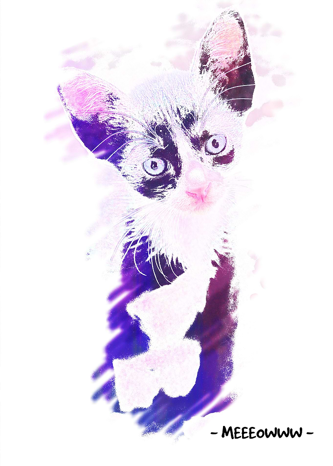 kitten meow