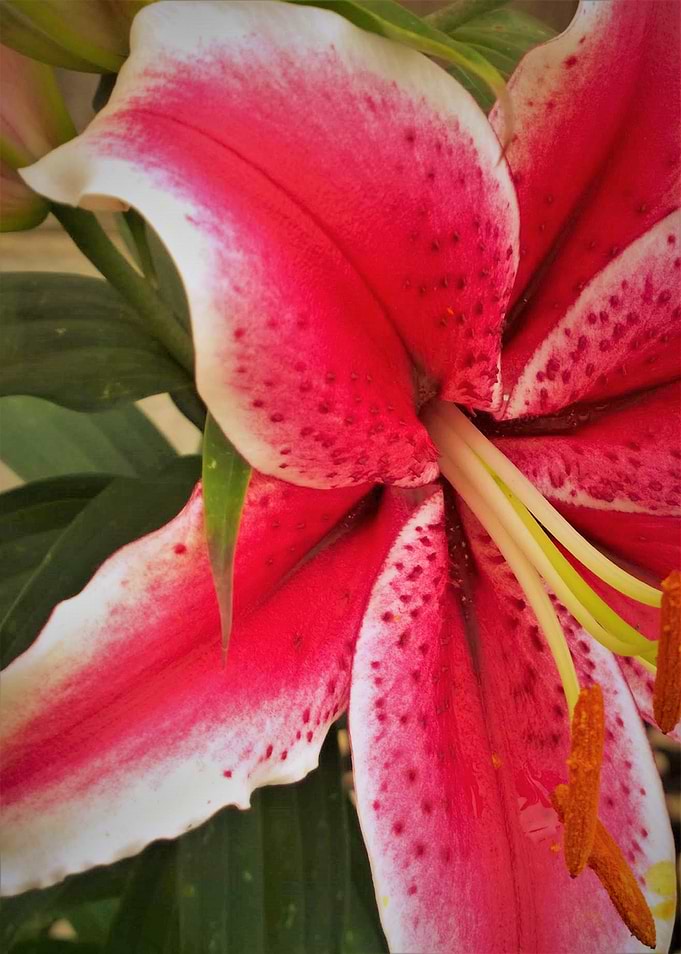 Red Lily Digital Art