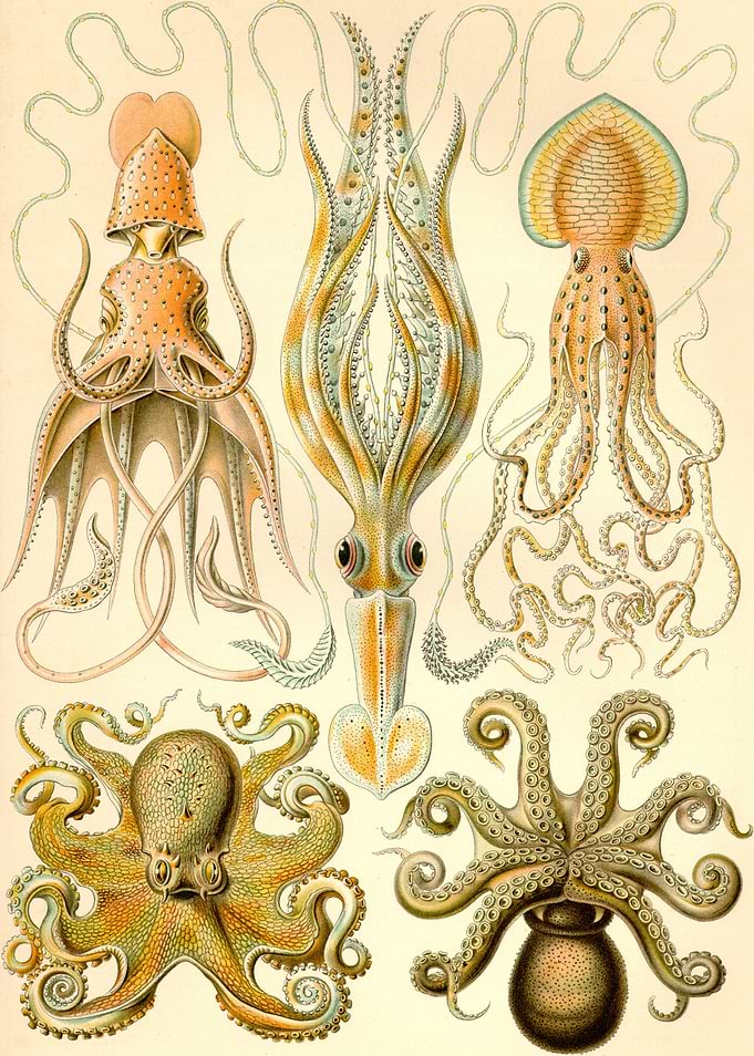 Gamochonia Ernst Haeckel
