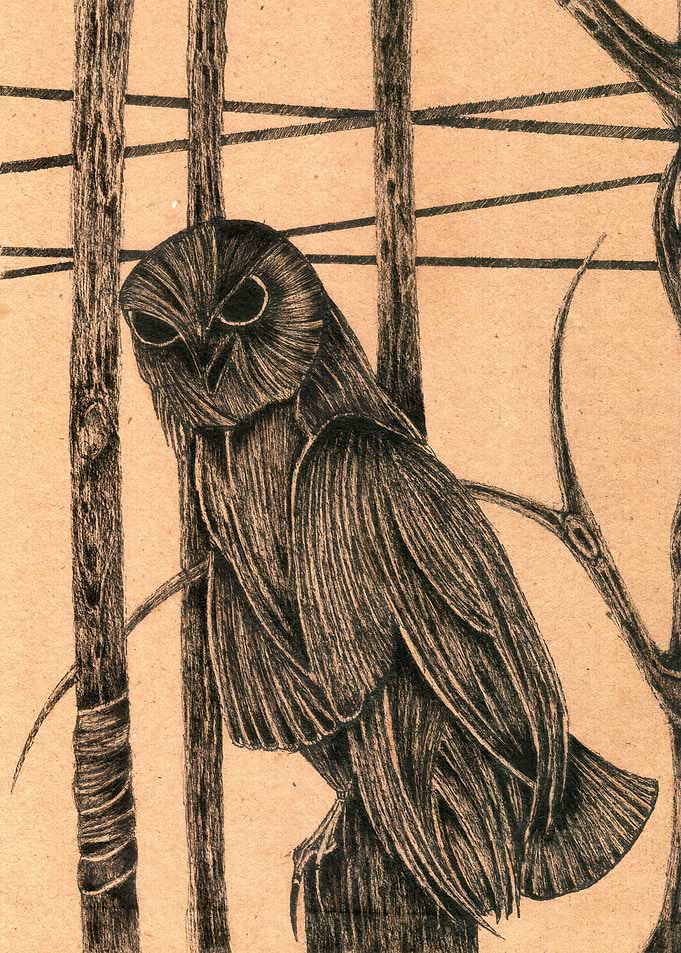 Owl