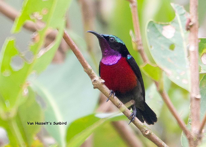 Van Hasselts Sunbird