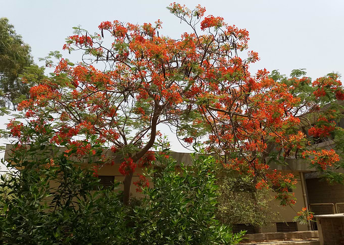 Spring in Karachi