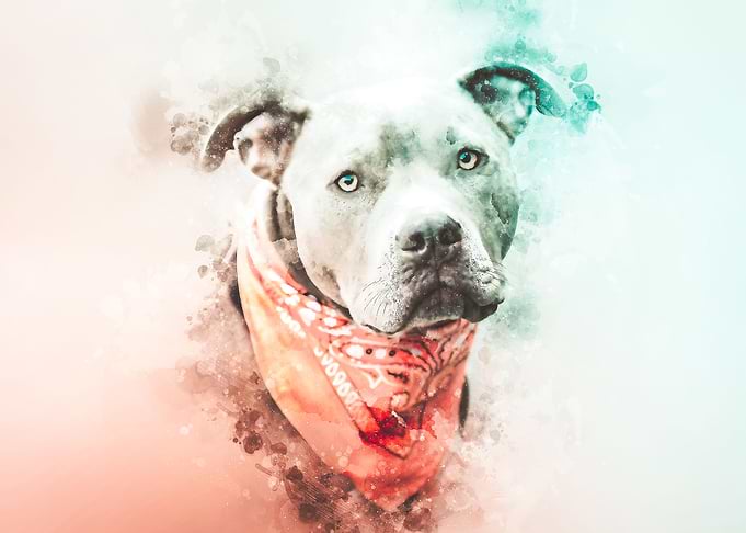 Pit Bull Watercolor