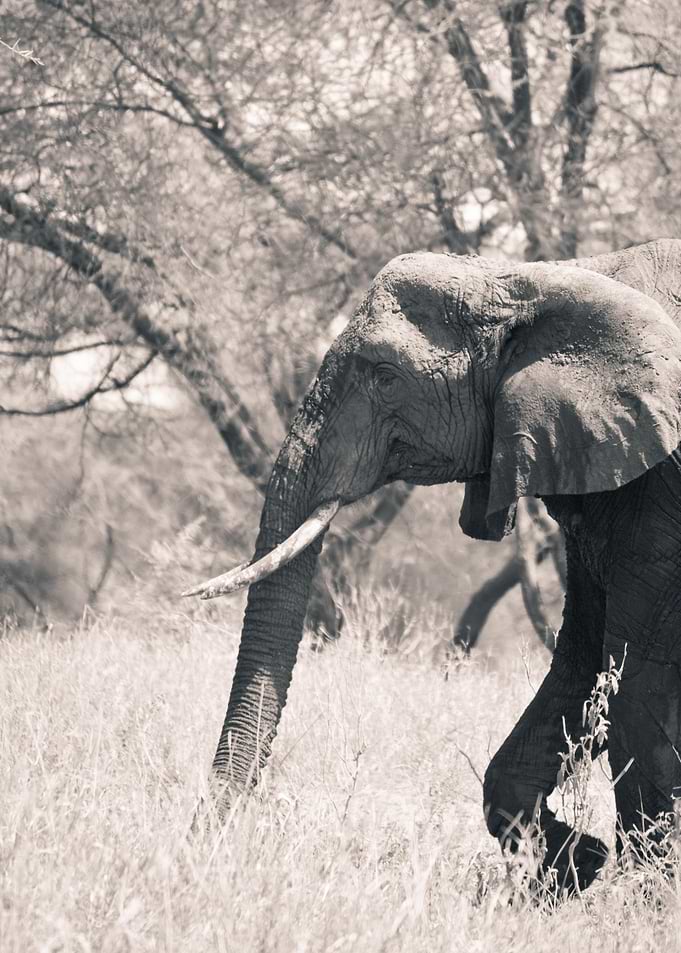 elephant