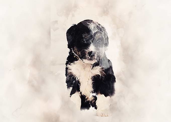 Bernedoodle Classic Sepia