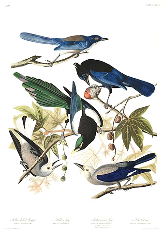 Magpies Jays Nutcracker
