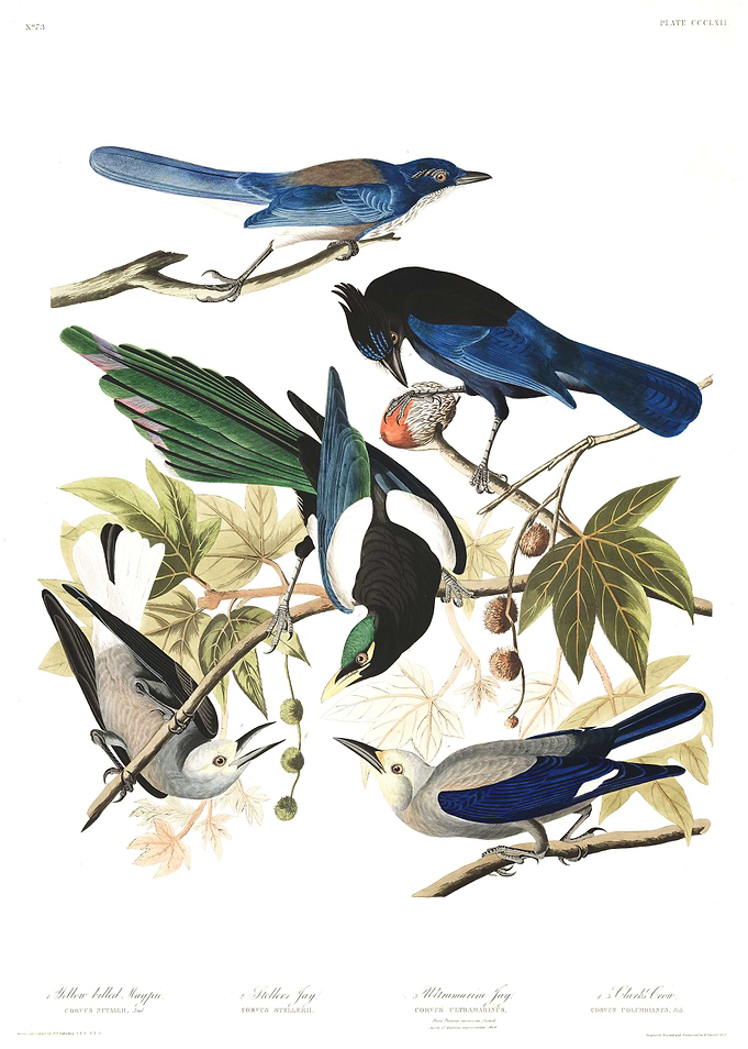 Magpies Jays Nutcracker