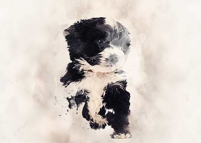 Bernedoodle Classic Sepia