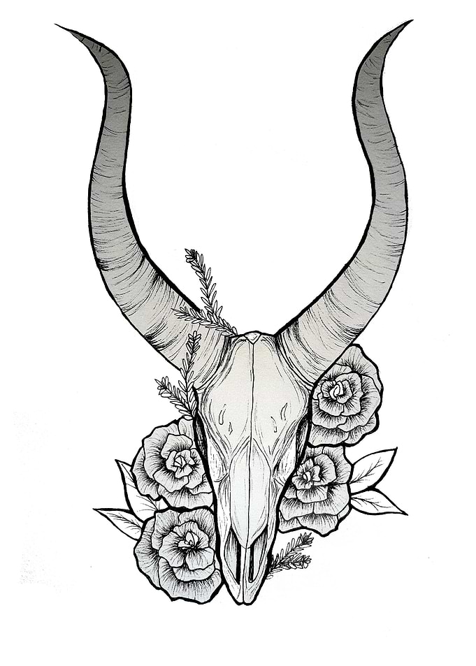 Antelope skull