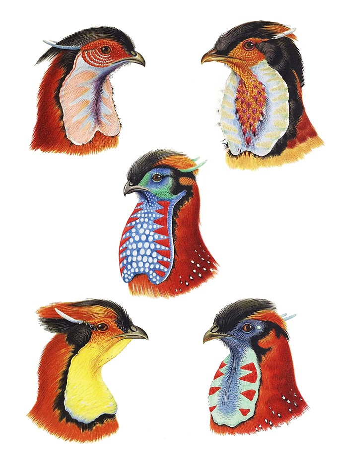 Wattles of Cock Tragopans