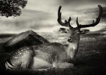 Resting Bambi