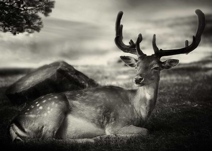 Resting Bambi