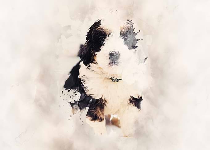 Bernedoodle Classic Sepia