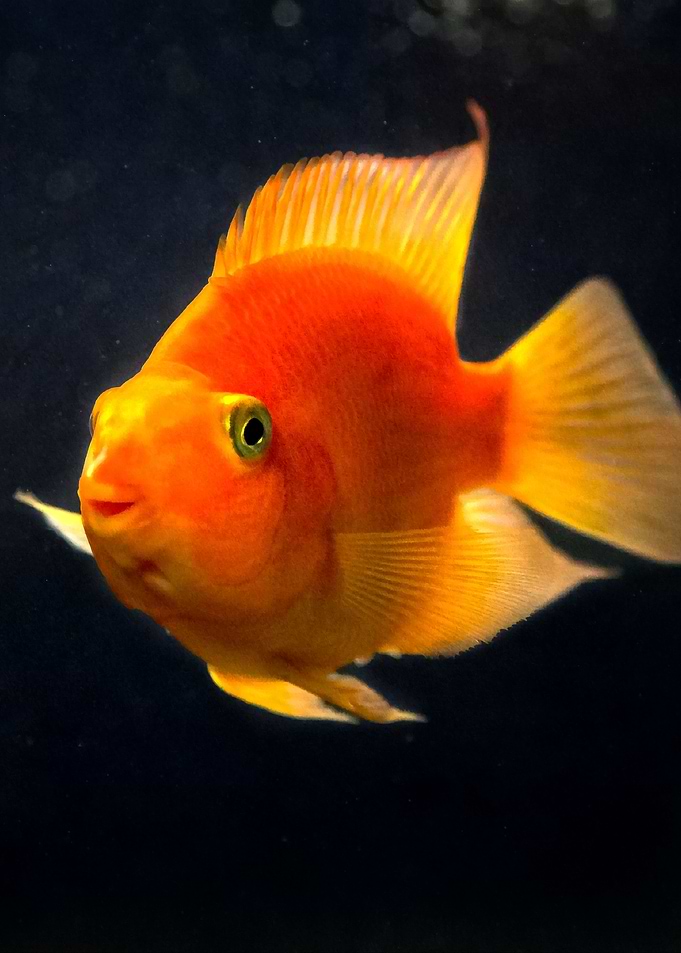 Goldfish Vertical