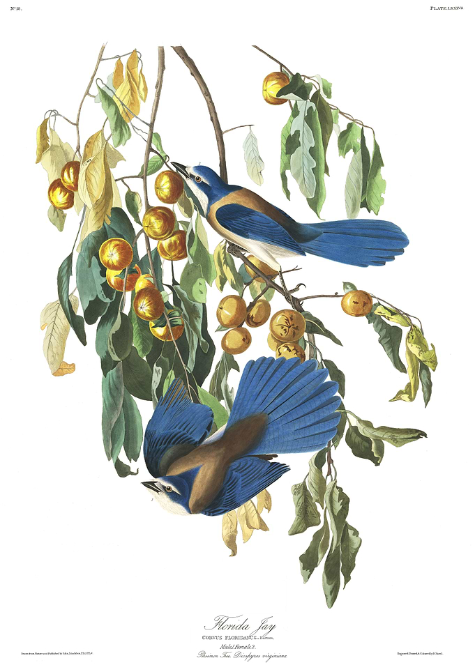 Florida Jay