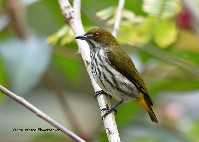 Yellow vented Flowerpecker