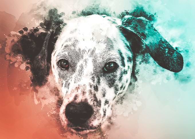 Dalmatian Watercolor