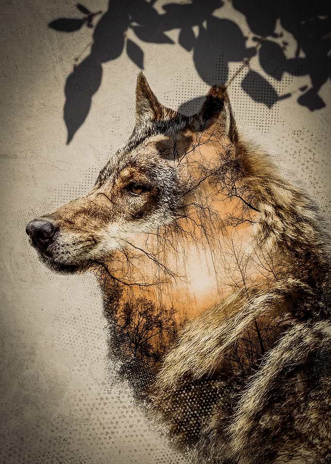 Forest Wolf