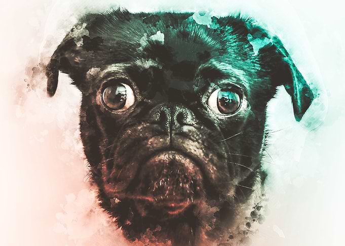 Pug Watercolor