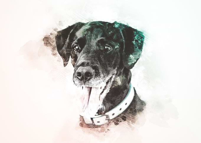 Labrador Watercolor
