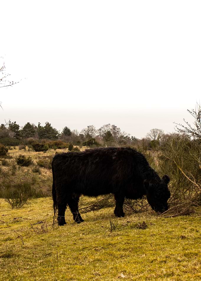 The Wild Moo