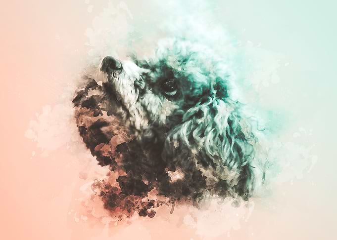 Poodle Watercolor