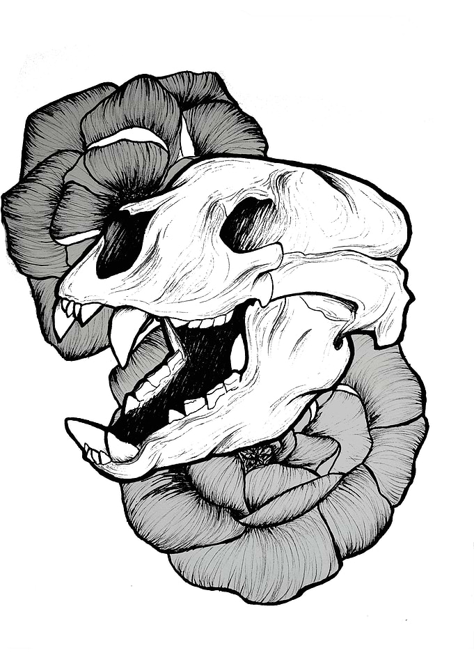 Lion skull