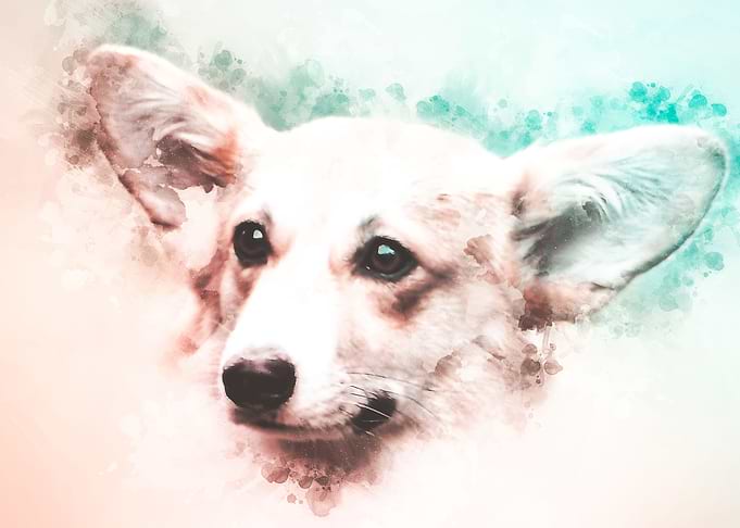 Welsh Corgi Watercolor