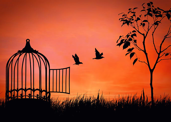 birds are released