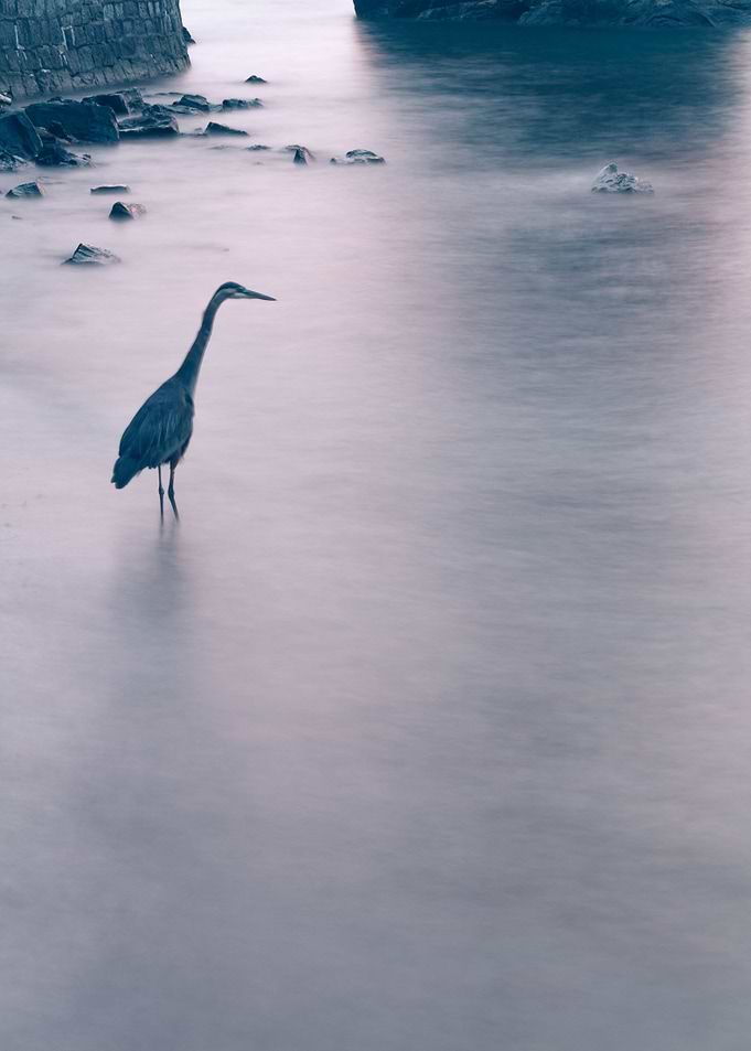 Blue Heron at dusk