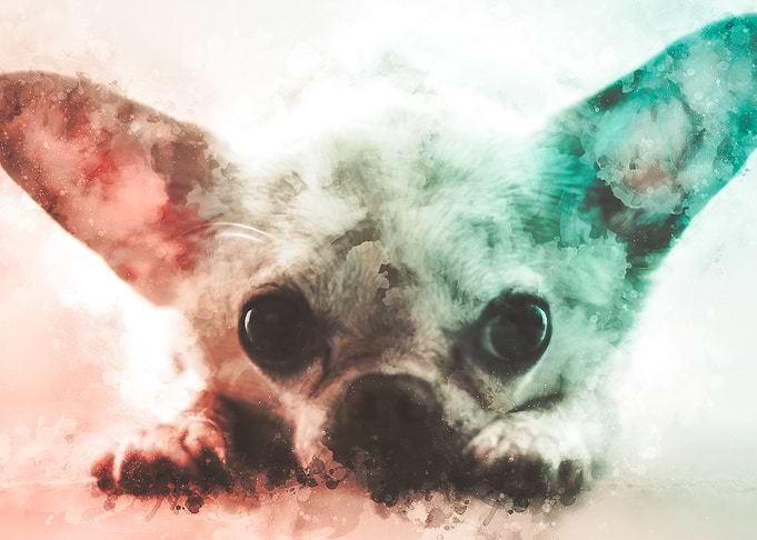 Chihuahua Watercolor