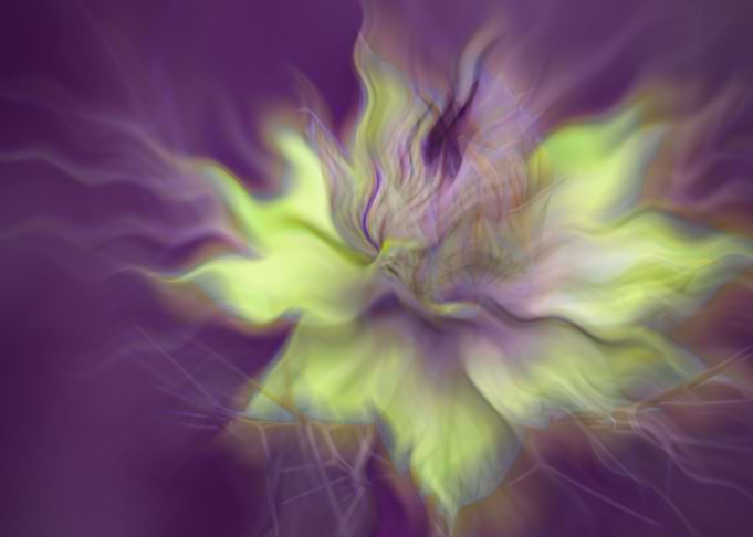 Nigella Dance