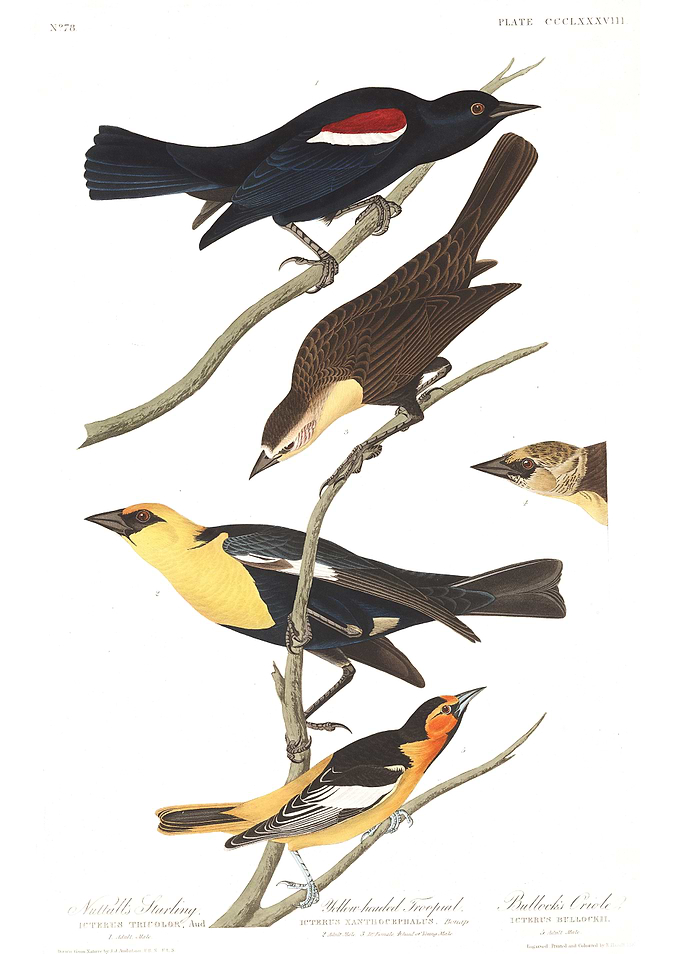 Nuttalls Starling