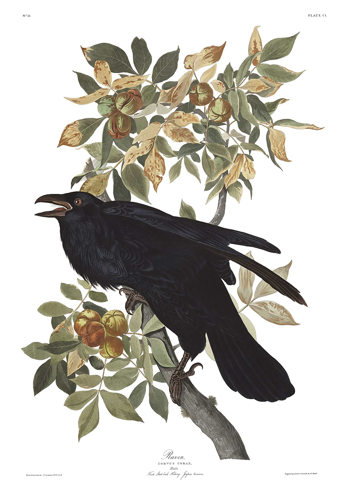 Raven John James Audubon