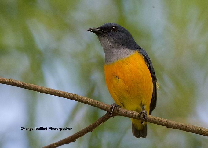 Orangebellied Flowerpecker