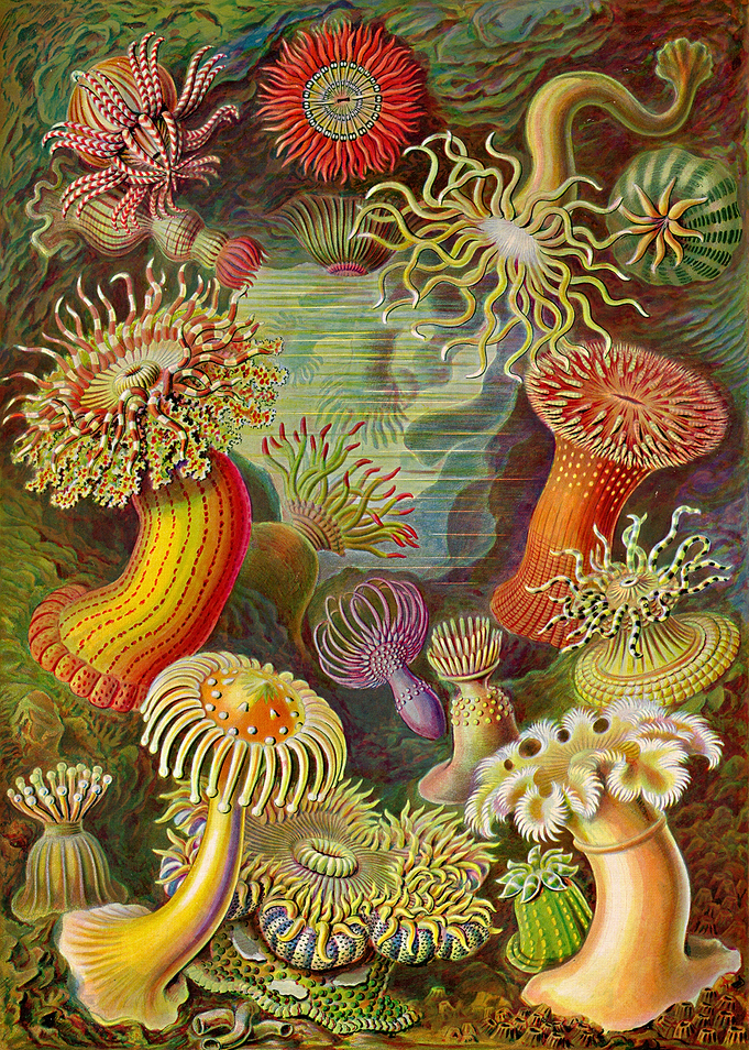 Sea anemone Ernst Haecke