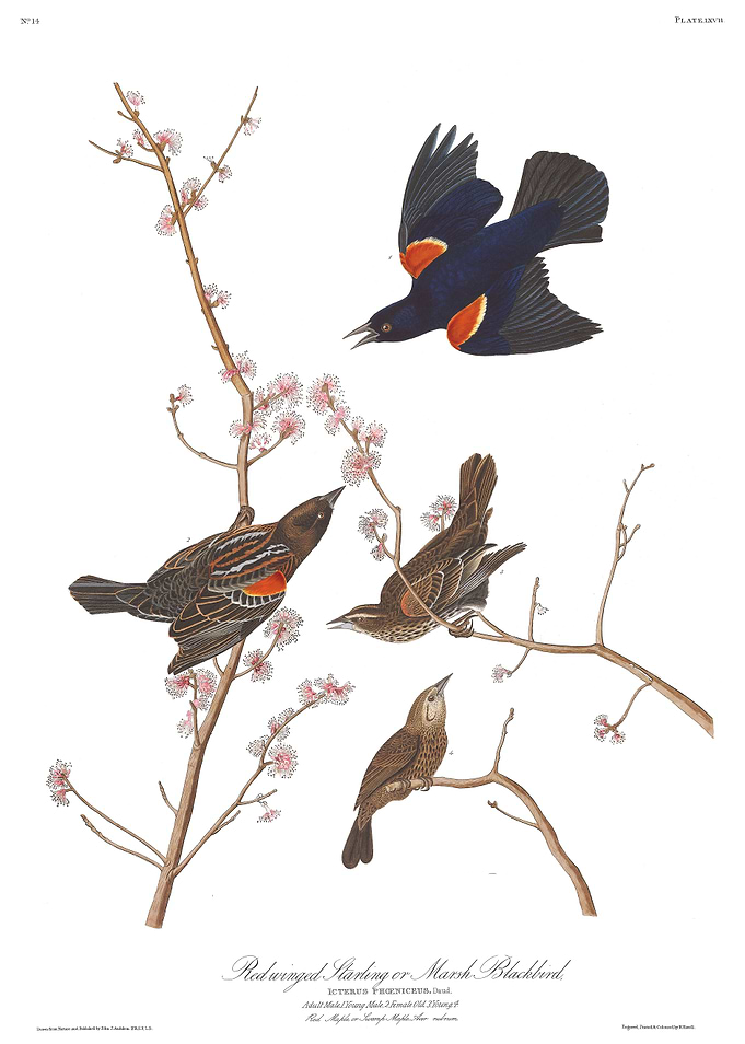 Redwinged Starlings