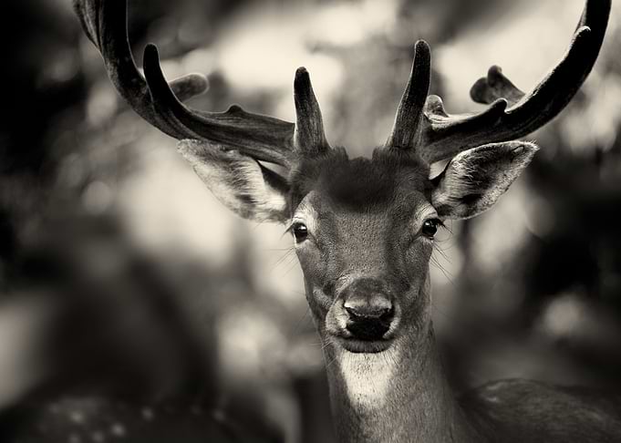 Bambi