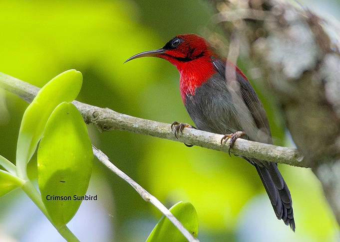 Crimson Sunbird