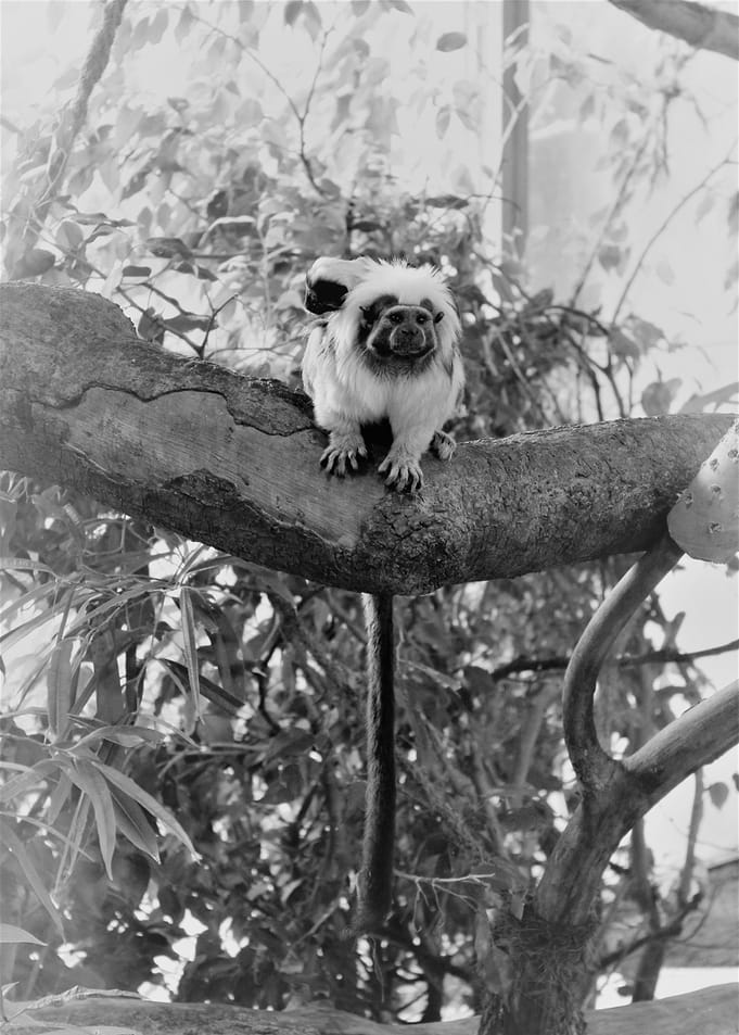Mama monkey