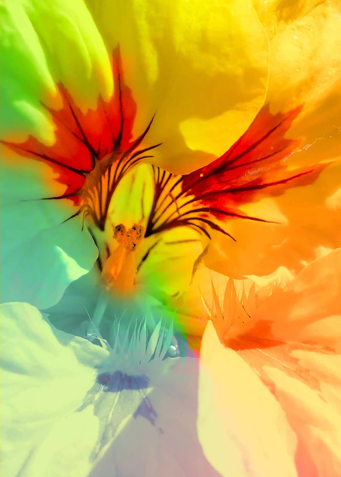 Heart of a Flower