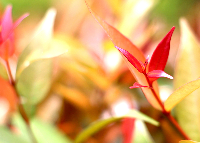 Red Leaves autumn