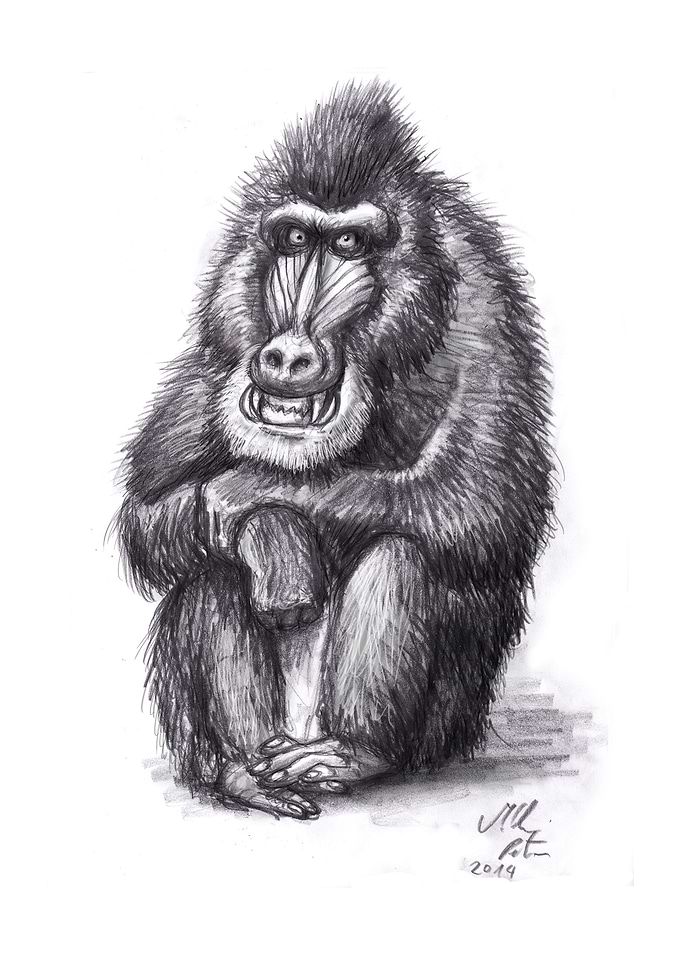Mandrill